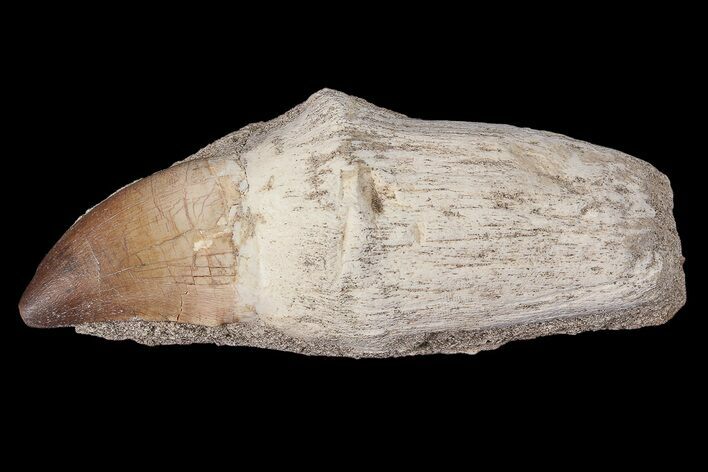 Rooted Mosasaur (Prognathodon) Tooth #87992